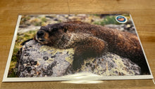 Load image into Gallery viewer, Greeting Cards - By: Lea F. Images