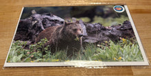 Load image into Gallery viewer, Greeting Cards - By: Lea F. Images