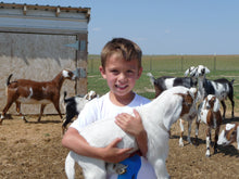 Load image into Gallery viewer, Child holding a young goat with a herd in the background.
