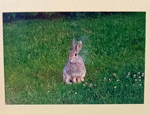 Load image into Gallery viewer, Handmade Photo Greeting Cards – By: Susan Harrow of Blue Heaven
