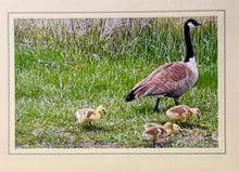 Load image into Gallery viewer, Handmade Photo Greeting Cards – By: Susan Harrow of Blue Heaven
